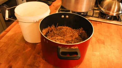 Erin Hamilton Farmers - preparing straw buckets for oyster mushroom growing - the mushroom conservatory…